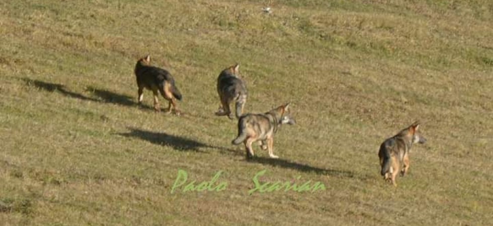 In Alto Adige l'incredibile sondaggio: Vuoi le pecore o i lupi?''